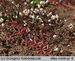 Draba verna (wiosnówka pospolita)