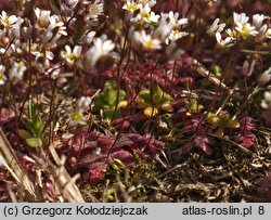 Draba verna (wiosnówka pospolita)