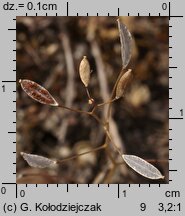 Draba verna (wiosnówki pospolitej)