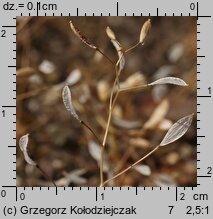 Draba verna (wiosnówka pospolita)