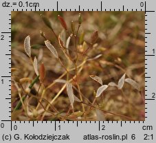 Draba verna (wiosnówka pospolita)