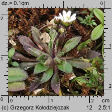 Draba verna (wiosnówki pospolitej)