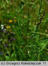 Vicia tetrasperma (wyka czteronasienna)