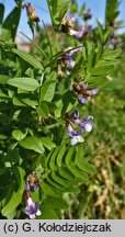Vicia sepium (wyka płotowa)