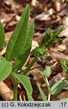 Vicia sepium (wyka płotowa)
