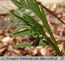 Vicia sepium (wyka płotowa)