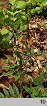 Vicia sepium (wyka płotowa)