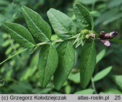 Vicia sepium (wyka płotowa)