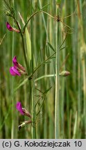 Vicia angustifolia (wyka wąskolistna)