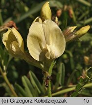 Vicia grandiflora (wyka wielkokwiatowa)