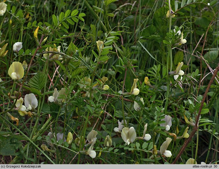 Vicia grandiflora (wyka wielkokwiatowa)
