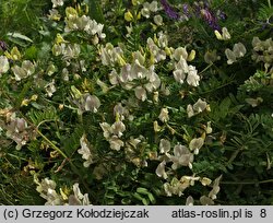 Vicia grandiflora (wyka wielkokwiatowa)
