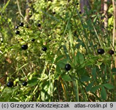 Silene baccifera (wyżpin jagodowy)