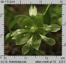 Silene baccifera (wyżpin jagodowy)