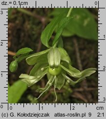 Silene baccifera (wyżpin jagodowy)