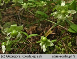 Silene baccifera (wyżpin jagodowy)