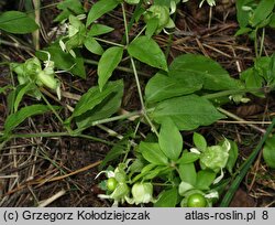 Silene baccifera (wyżpin jagodowy)