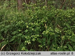 Silene baccifera (wyżpin jagodowy)