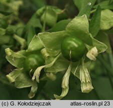 Silene baccifera (wyżpin jagodowy)