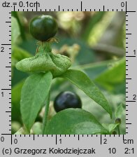 Silene baccifera (wyżpin jagodowy)