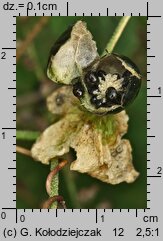 Silene baccifera (wyżpin jagodowy)