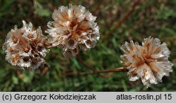 Armeria maritima ssp. elongata (zawciąg pospolity wydłużony)