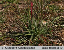 Armeria maritima ssp. elongata (zawciąg pospolity wydłużony)