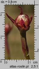 Armeria maritima ssp. elongata (zawciąg pospolity wydłużony)