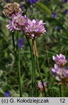 Armeria maritima ssp. elongata (zawciąg pospolity wydłużony)