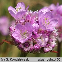 Armeria maritima ssp. elongata (zawciąg pospolity wydłużony)