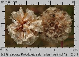 Armeria maritima ssp. elongata (zawciąg pospolity wydłużony)