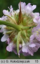 Armeria maritima ssp. elongata (zawciąg pospolity wydłużony)