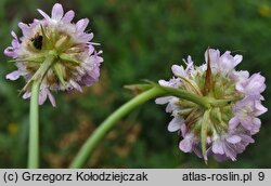 Armeria maritima ssp. elongata (zawciąg pospolity wydłużony)