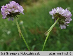 Armeria maritima ssp. elongata (zawciąg pospolity wydłużony)