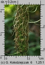 Phyteuma spicatum (zerwa kłosowa)