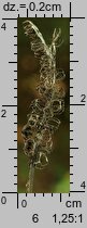 Phyteuma spicatum (zerwa kłosowa)