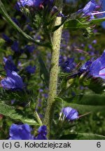 Echium vulgare (żmijowiec zwyczajny)