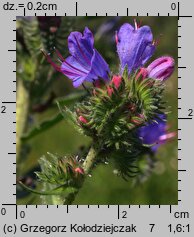 Echium vulgare (żmijowiec zwyczajny)