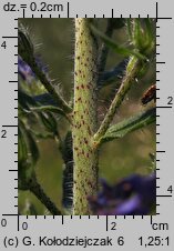 Echium vulgare (żmijowiec zwyczajny)