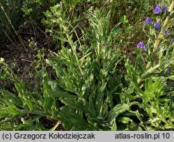 Echium vulgare (żmijowiec zwyczajny)