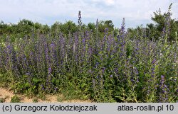 Echium vulgare (żmijowiec zwyczajny)