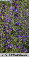 Echium vulgare (żmijowiec zwyczajny)