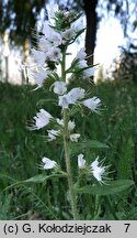 Echium vulgare (żmijowiec zwyczajny)