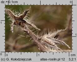 Echium vulgare (żmijowiec zwyczajny)