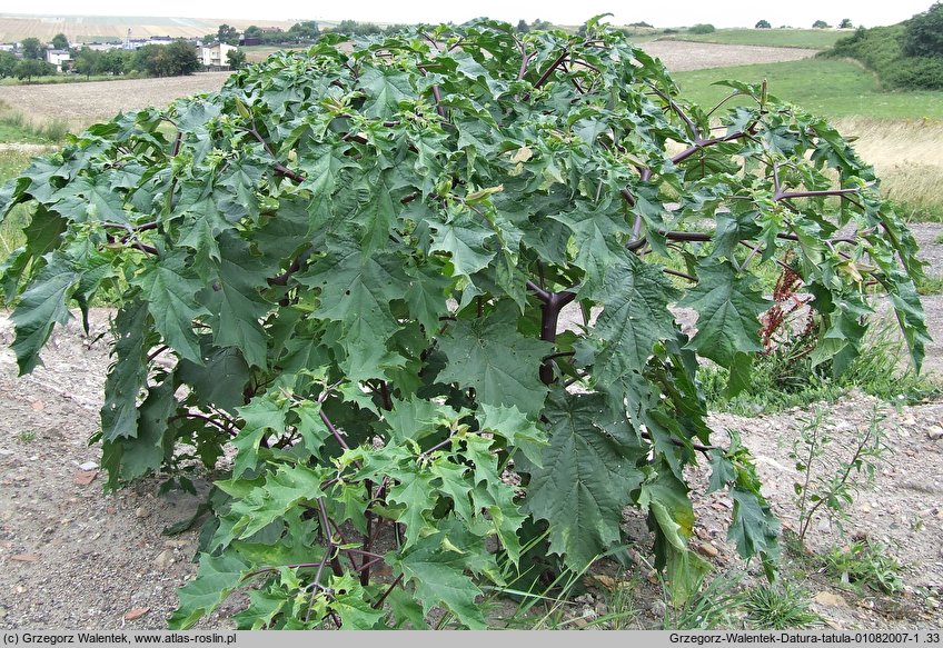 Datura tatula (bieluń dziędzierzawa odm. tatula)