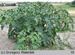 Datura tatula (bieluń dziędzierzawa odm. tatula)