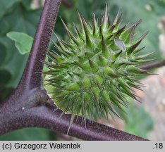 Datura tatula (bieluń dziędzierzawa odm. tatula)