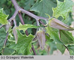 Datura tatula (bieluń dziędzierzawa odm. tatula)