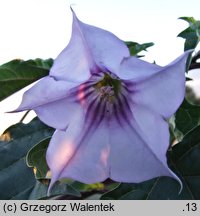 Datura tatula (bieluń dziędzierzawa odm. tatula)