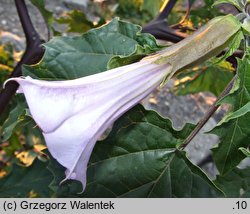 Datura tatula (bieluń dziędzierzawa odm. tatula)